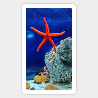 Patrick the starfish in real life! Sticker